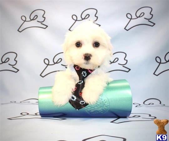 lvpuppyheaven Picture 1
